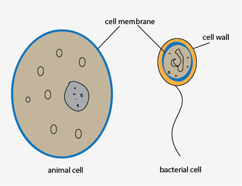 The difference between an animal and bacterial cell