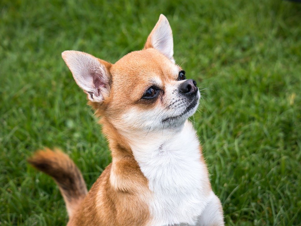 CHIHUAHUA ON THE GRASS