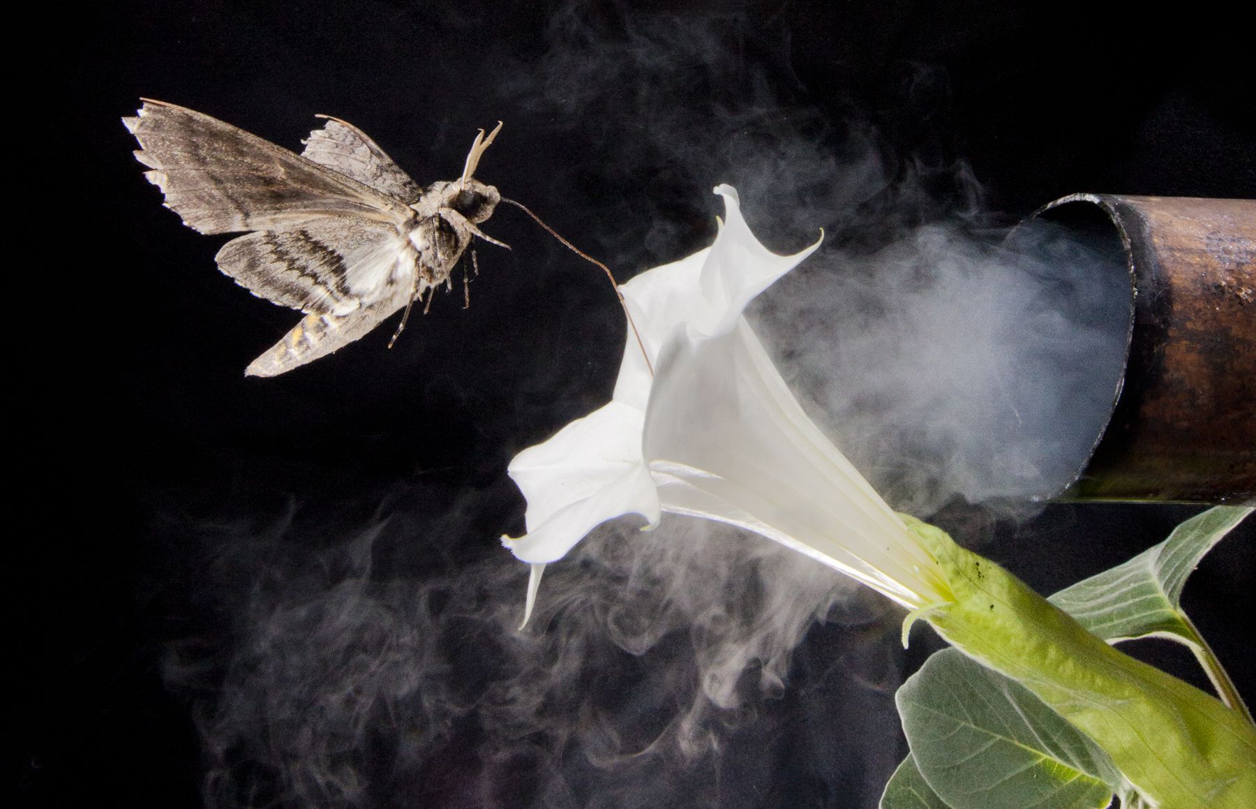 A pollinating moth