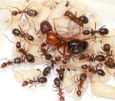 Ants
