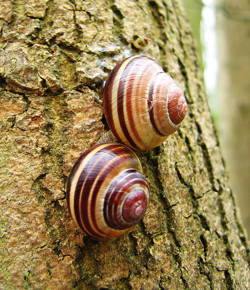 Cepaea nemoralis: Grove Snail or Brown Lipped Snail. Dormant pair on a tree trunk in Gamlingay Wood, Cambridgeshire, England, illustrating the variation in colouration of banded morphisms.