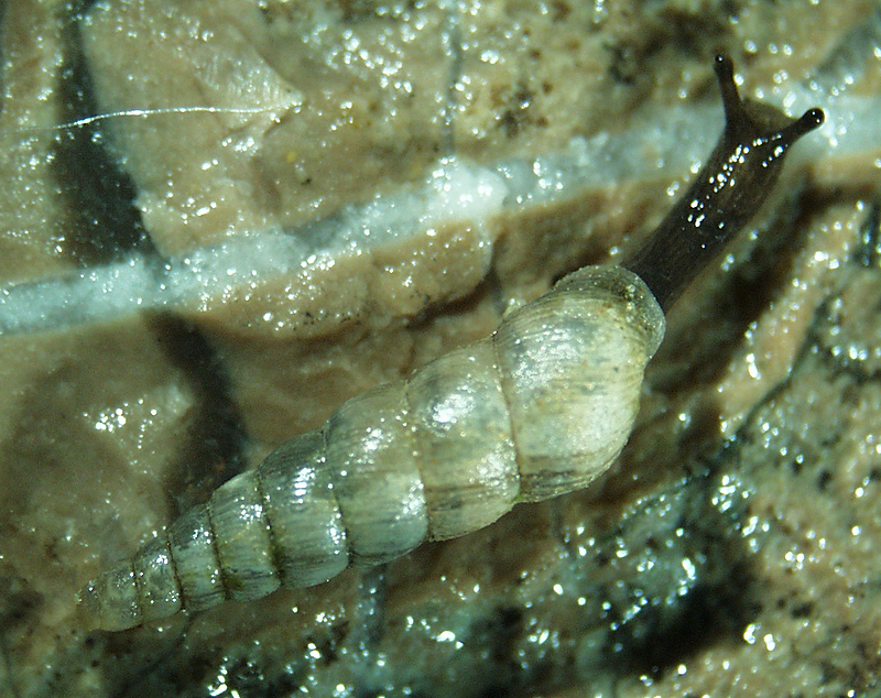 photo of balea perversa snail