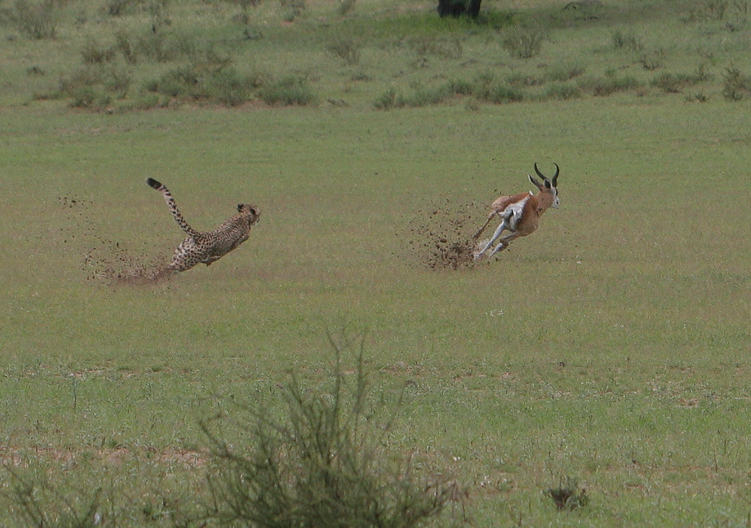Cheetah pursuing an antelope