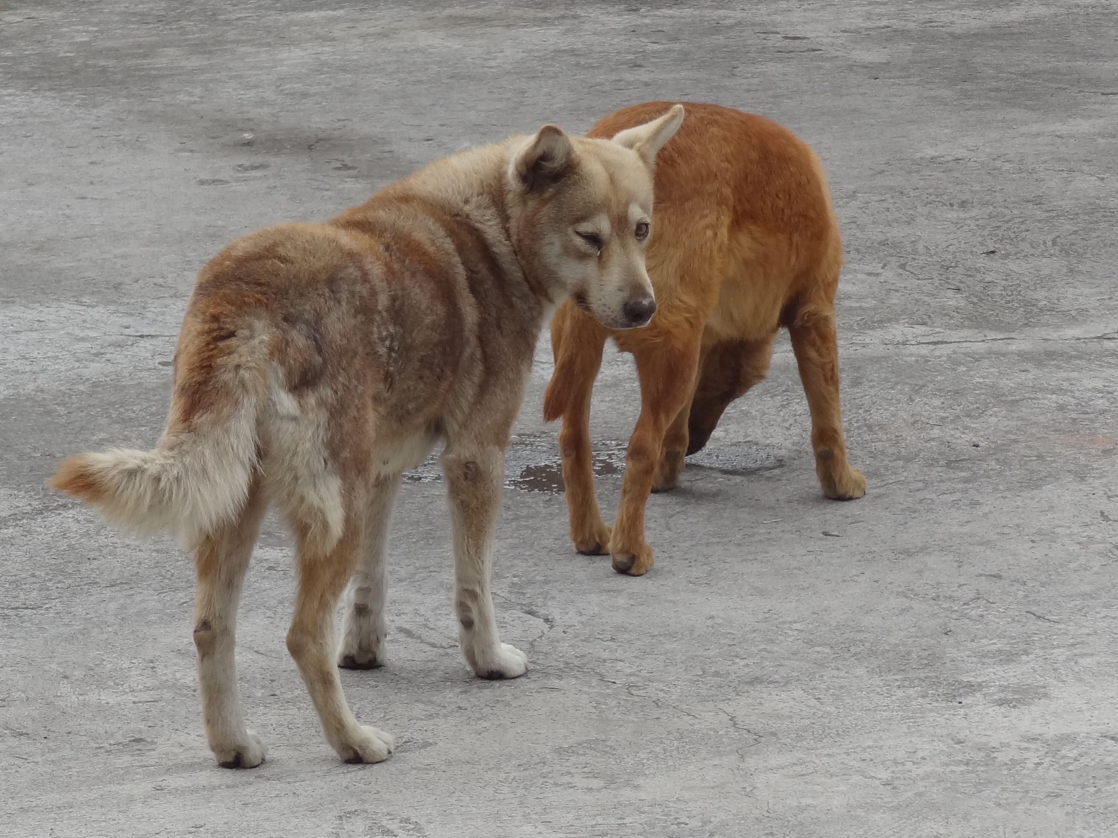 Ecuadorian dogs