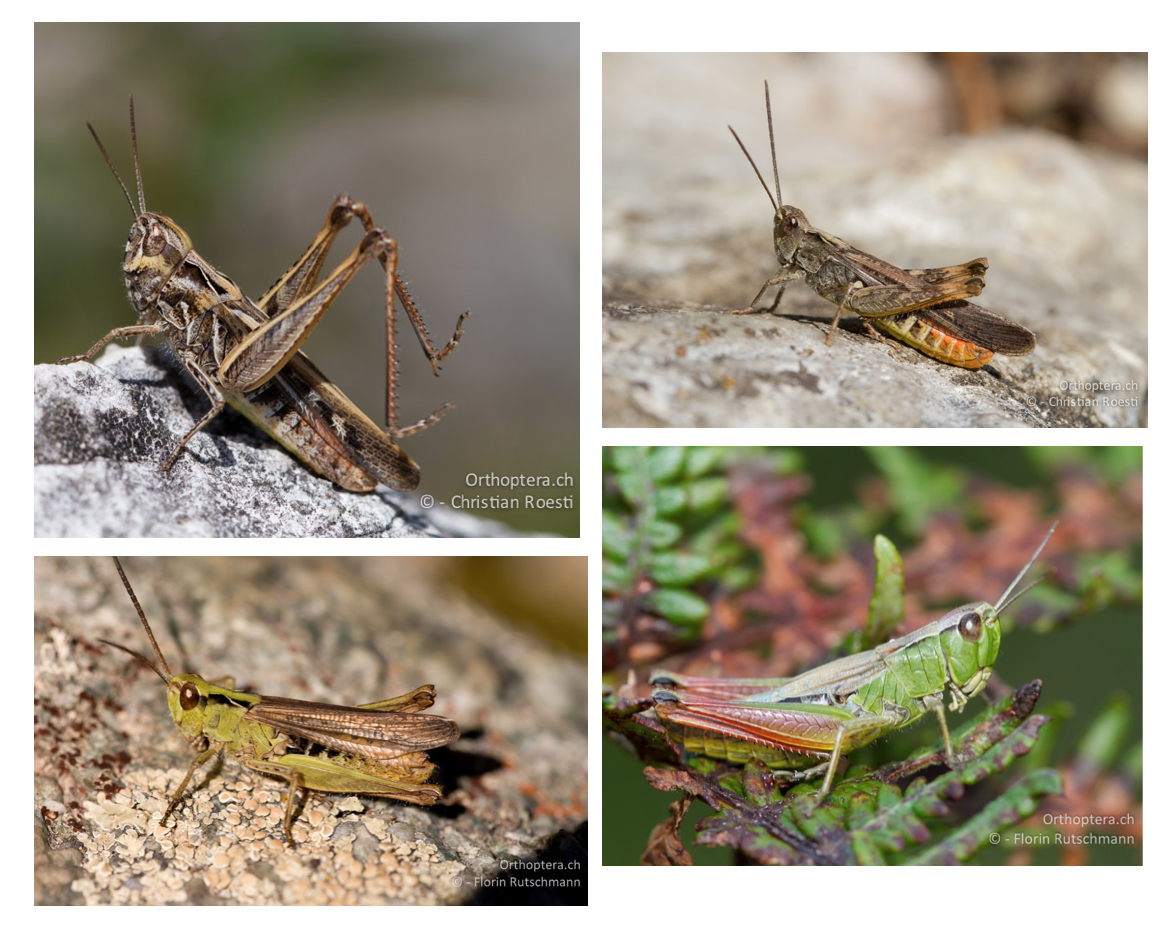 grasshopper speciesDifferent species of Chorthippus grasshopper that closely resemble each other 