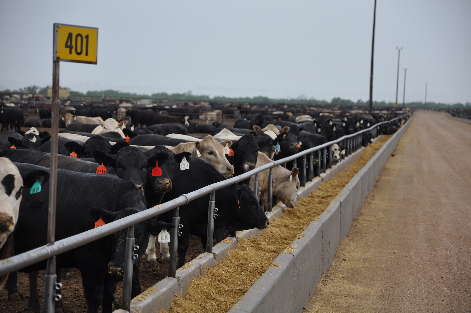 Cows