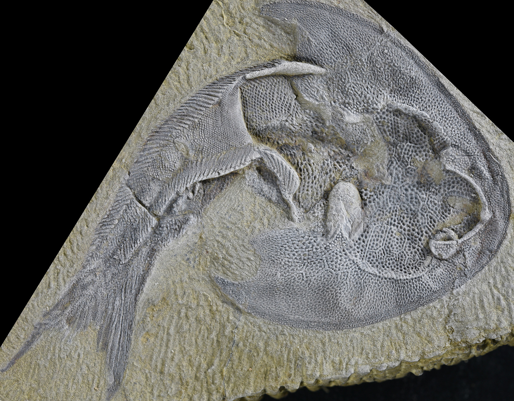 Galeaspida fossil