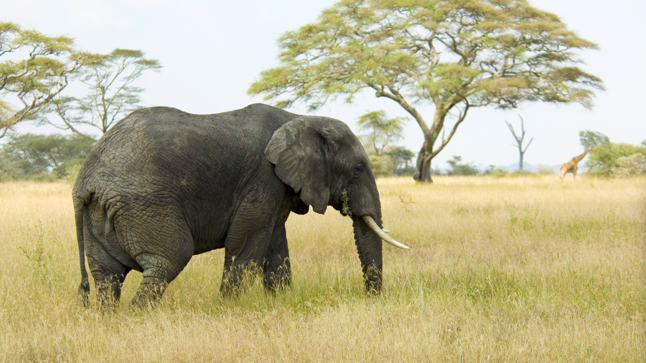 African elephant