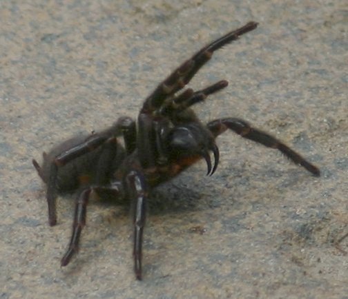 Female Sydney funnel-web Spider