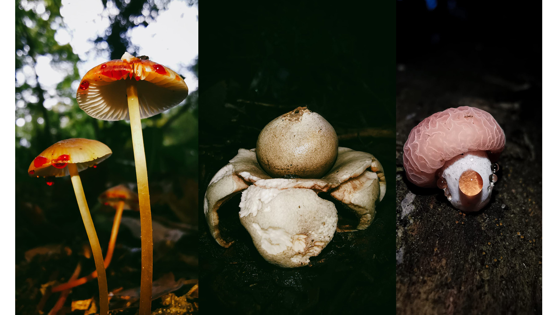 A selection of fungi from the fungi walk