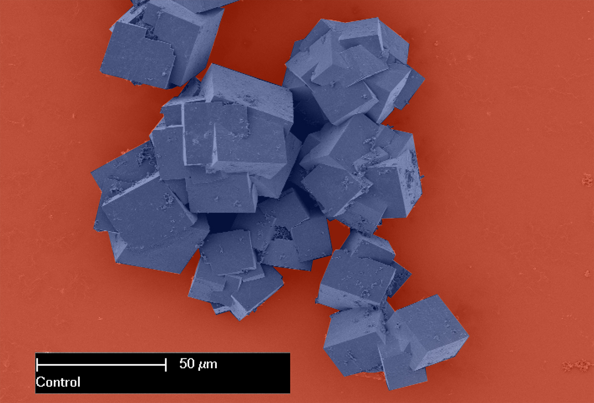 Metal-organic frameworks as seen under an electron microscope are made up of crystals that together shape multi-dimensional structures with vast surface areas. (Colour changed)