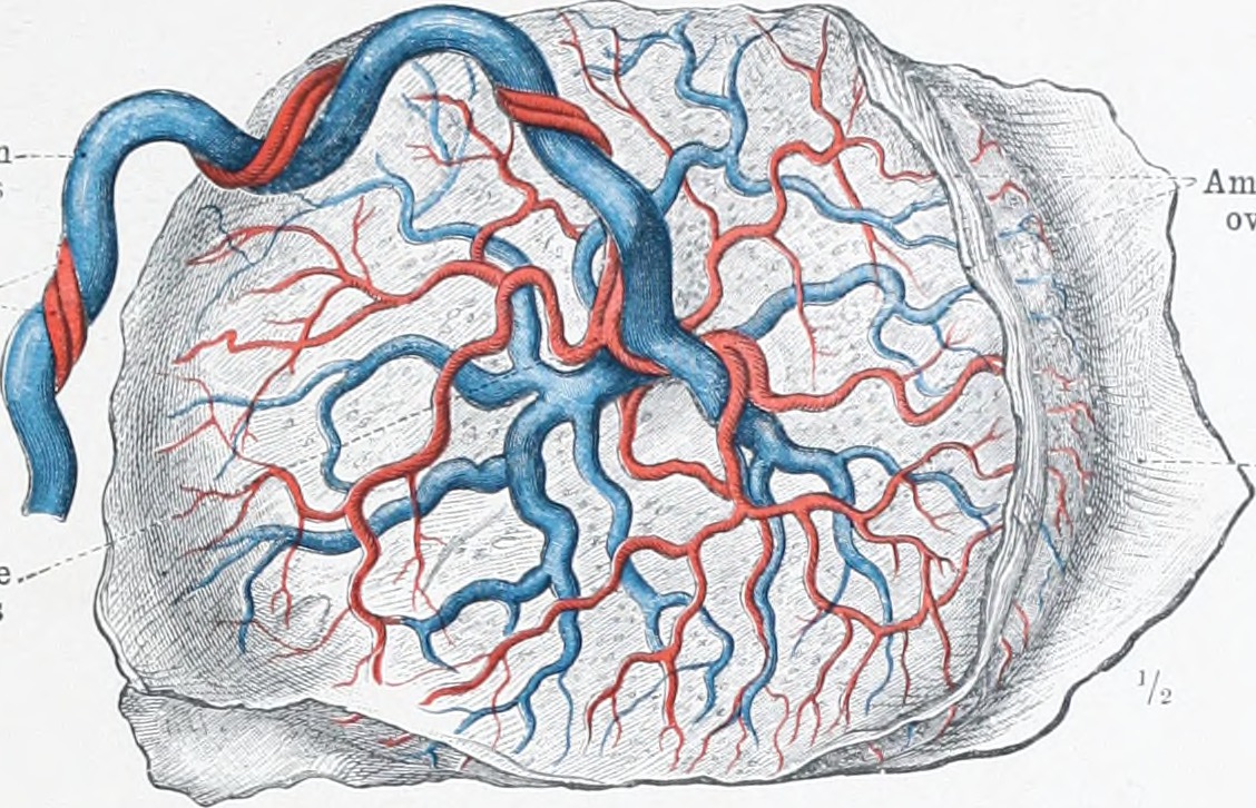 Drawing of a placenta