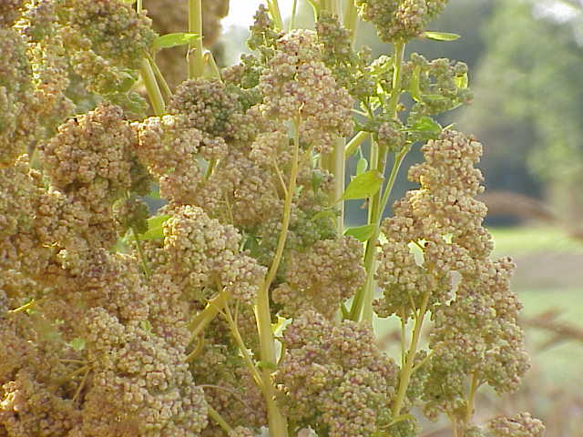 Quinoa - Chenopodium quinoa - capable of tolerating extremes of salinity, temperature and drought and produces nutritious seeds.