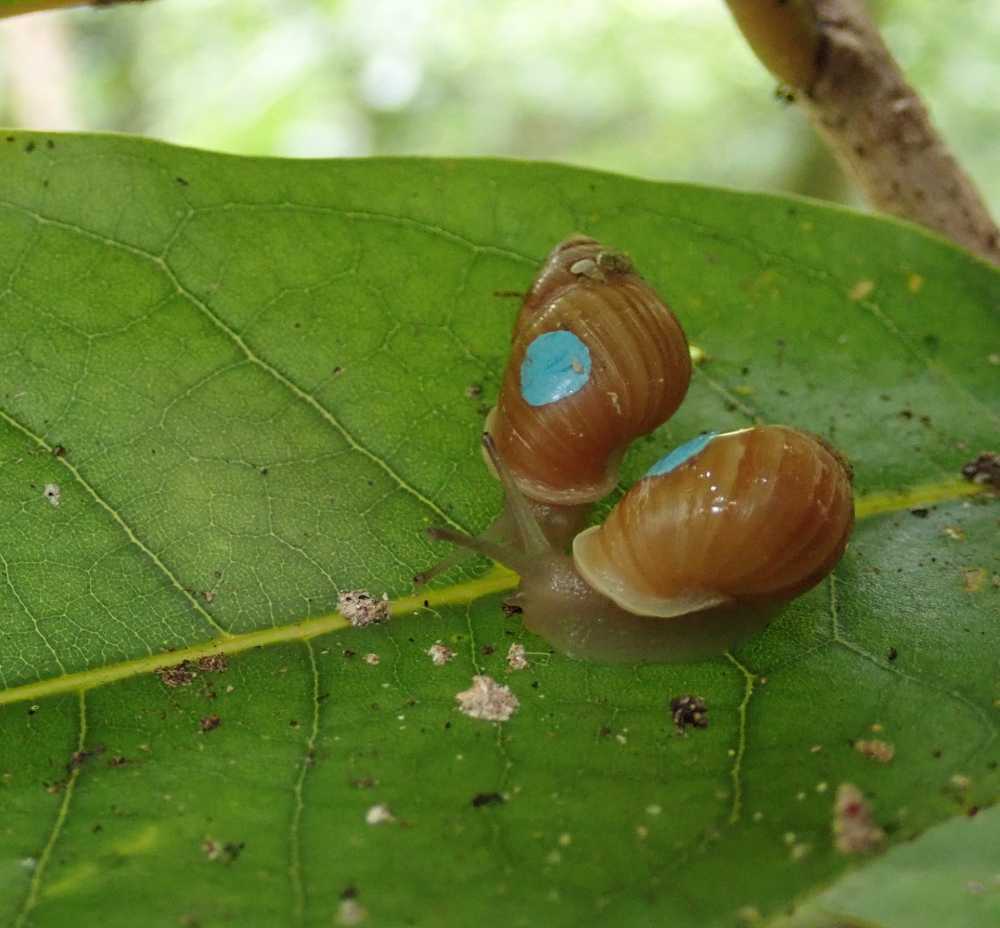 Partula snails