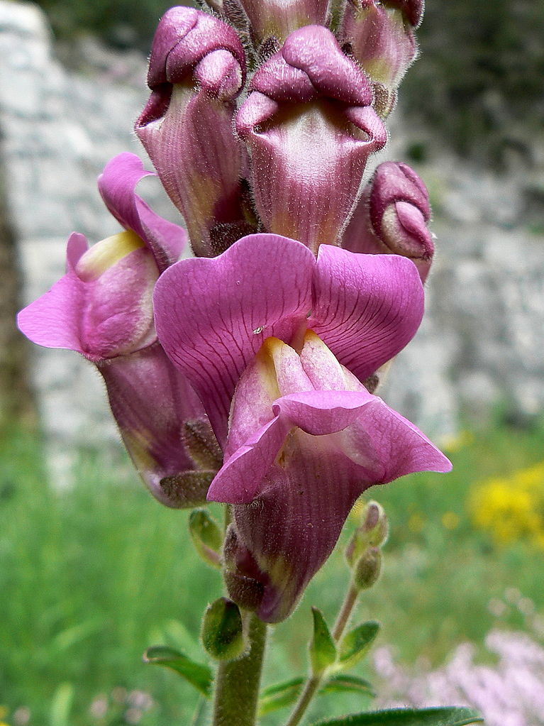 Snapdragon