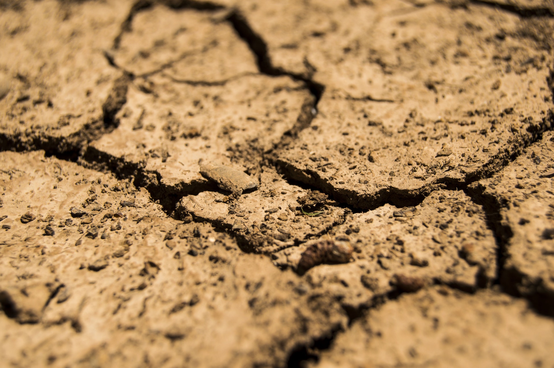 Soil