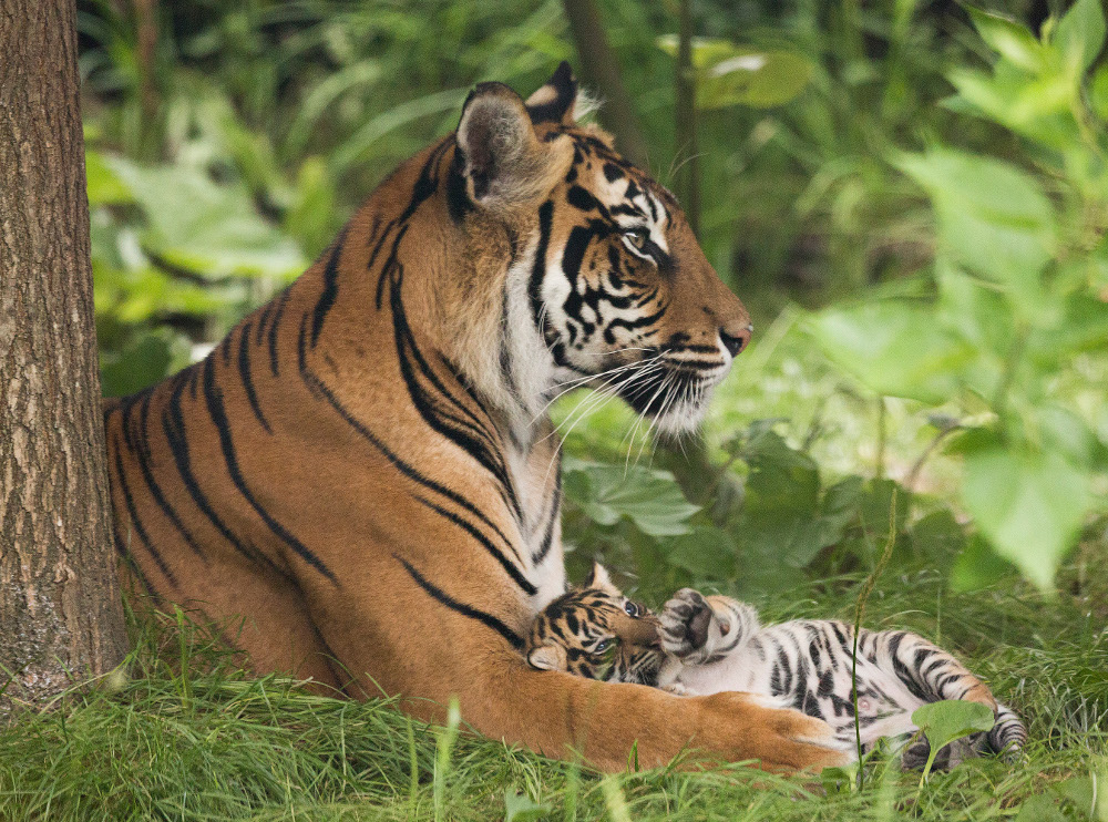Tiger and cubs