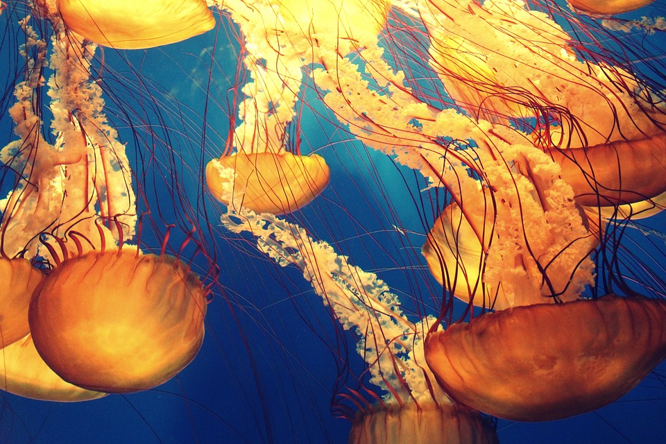 Jellyfish