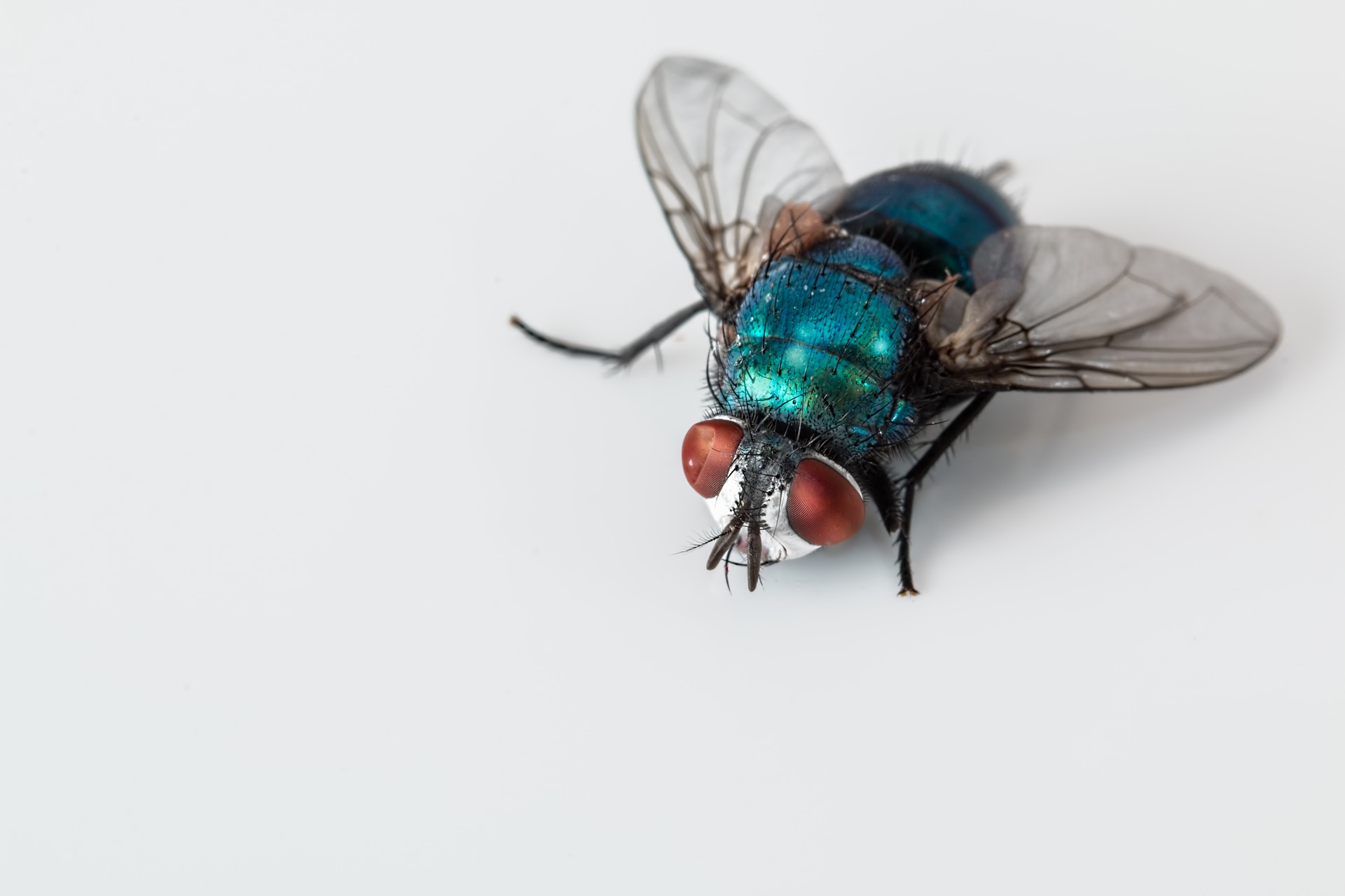 A house fly