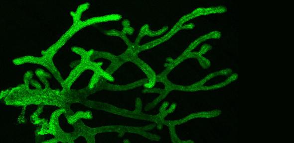 Branching pattern in tissues