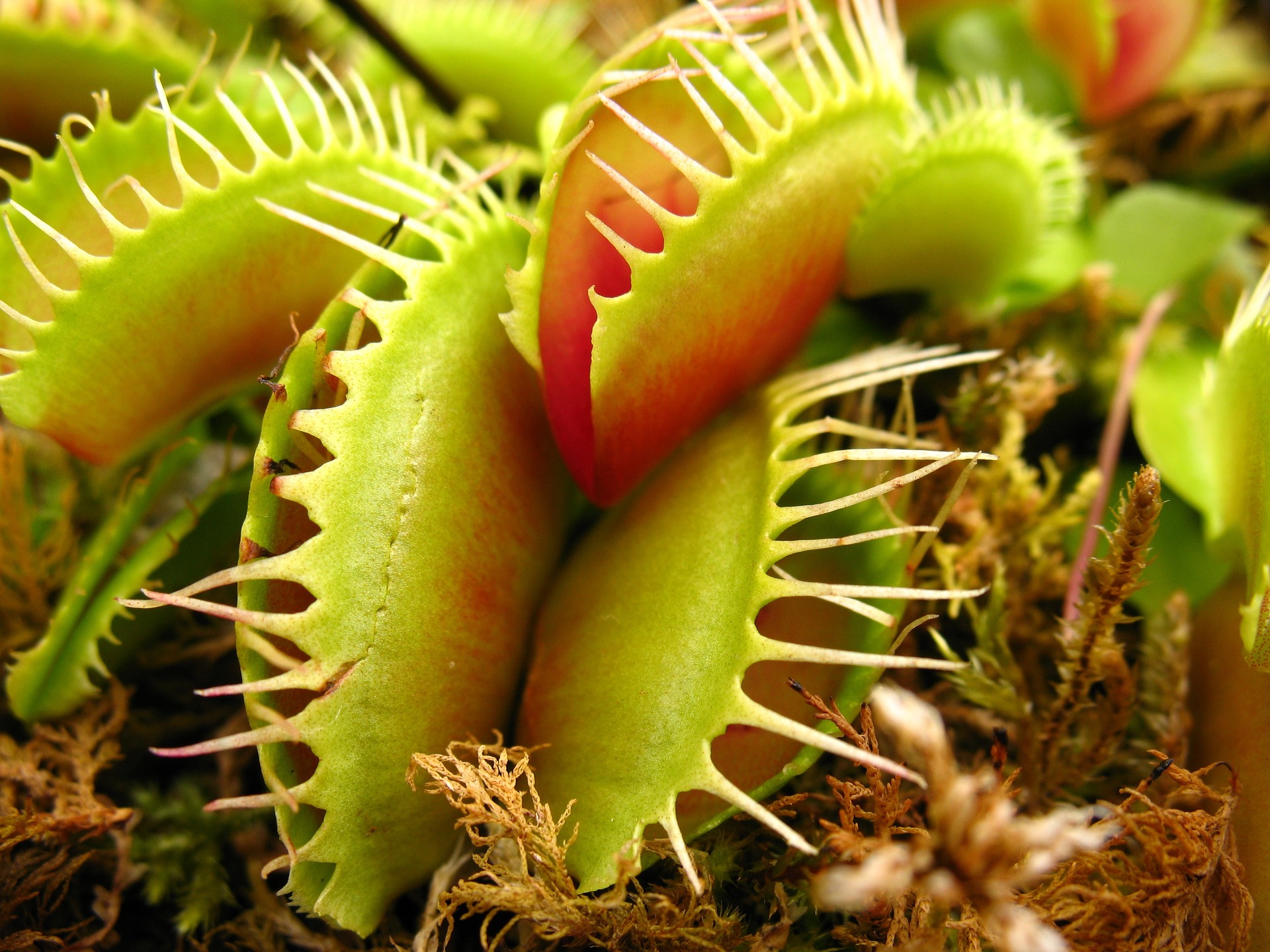 carnivorous plant 