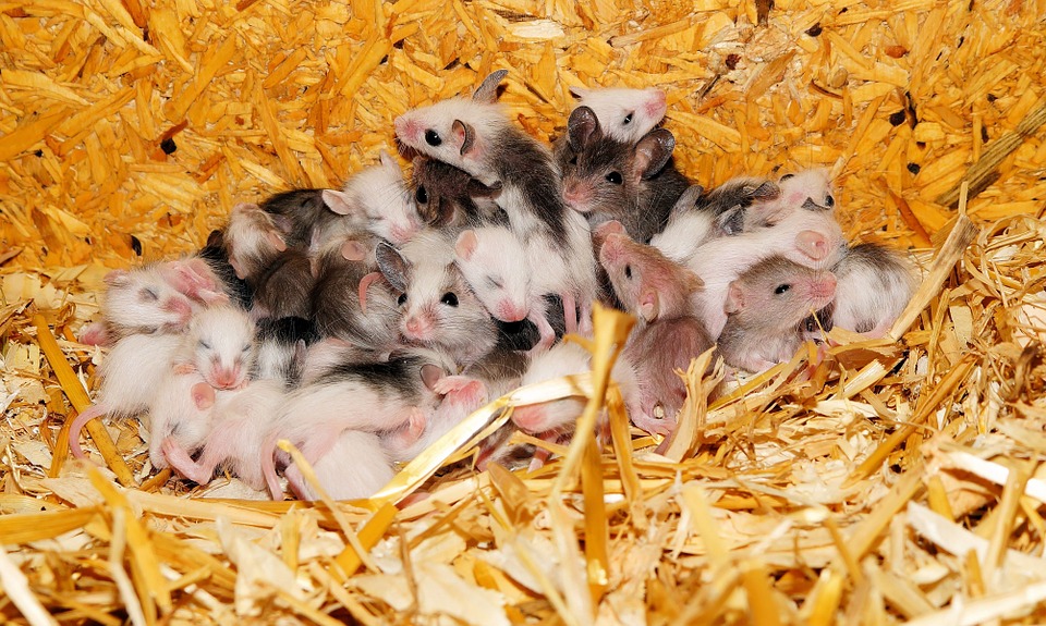 baby mice