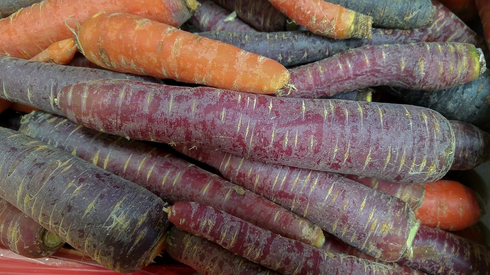 this is a picture of some orange carrots and some purple carrots
