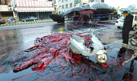 Sperm whale explodes en-route to a museum