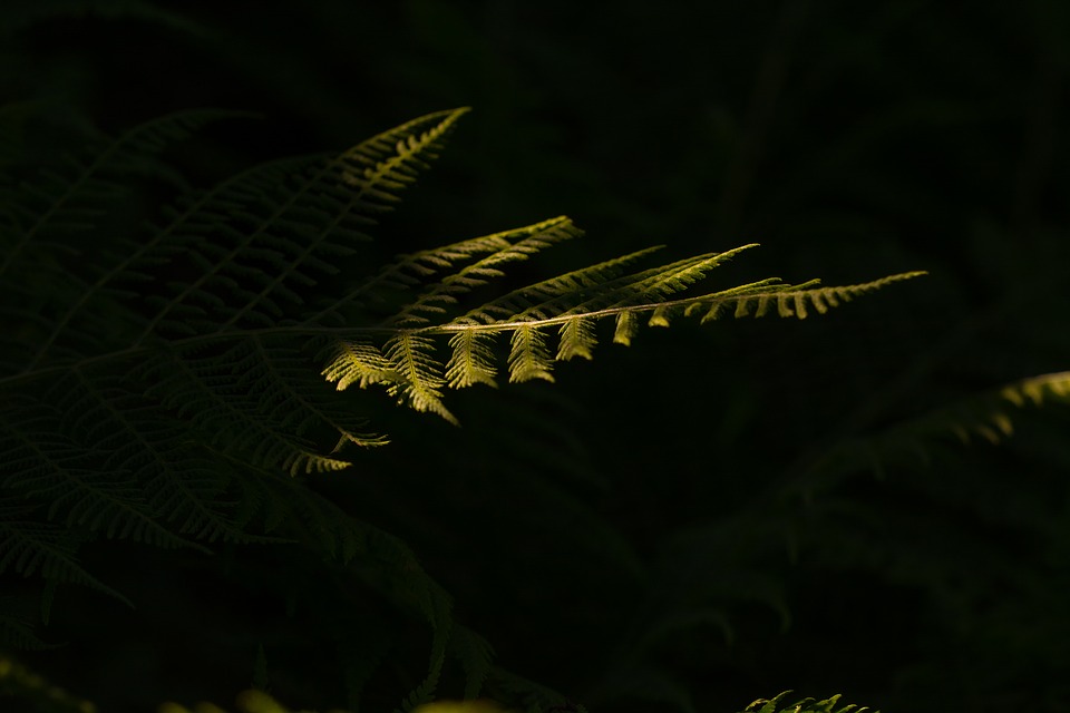 A fern shrouded in darkness