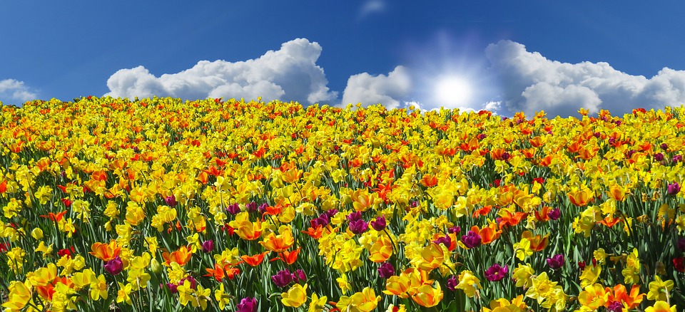 Field of yellow flowers
