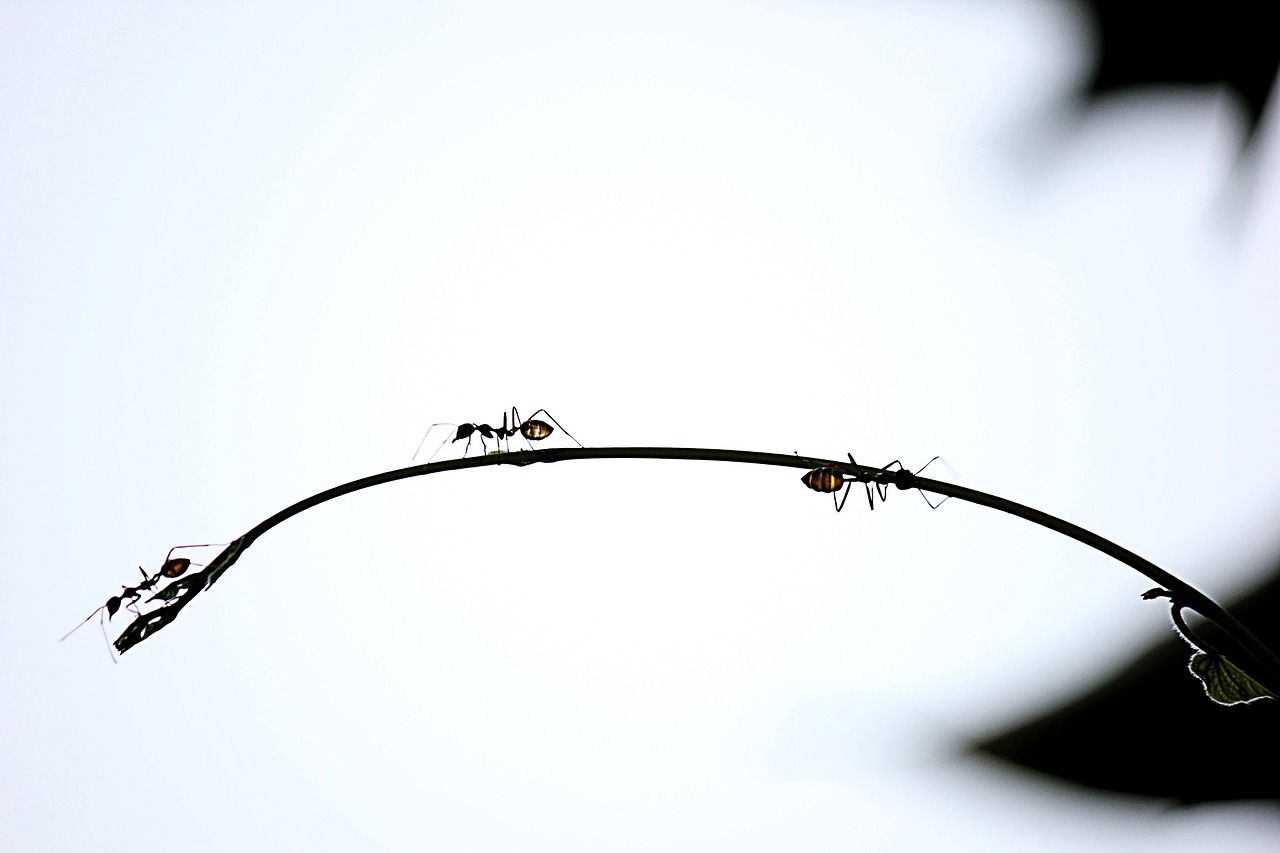 Ants