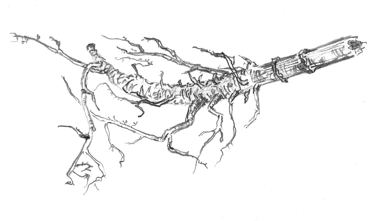 A nerve cell