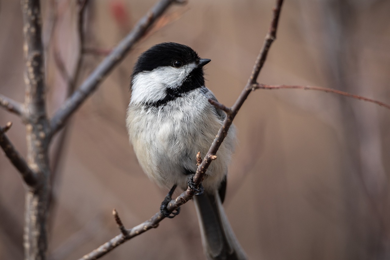 Chickadee