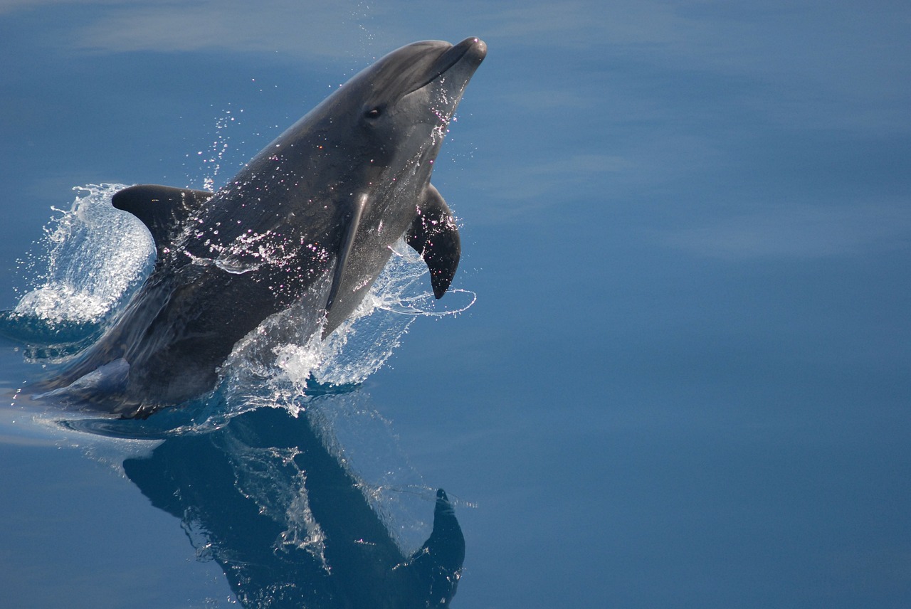 Bottlenose Dolphin