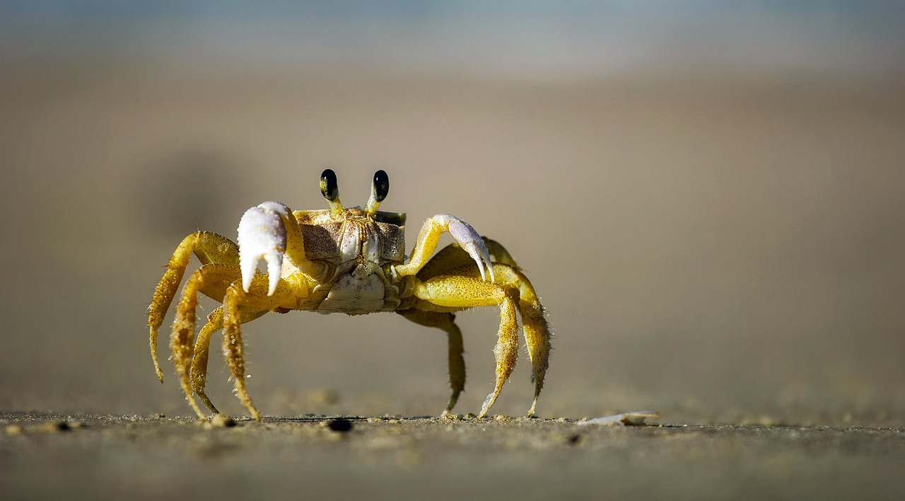 A crab