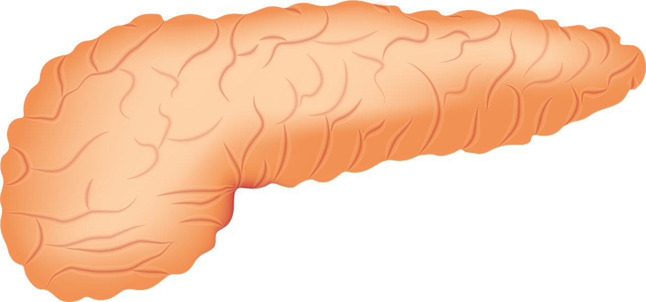 A pancreas