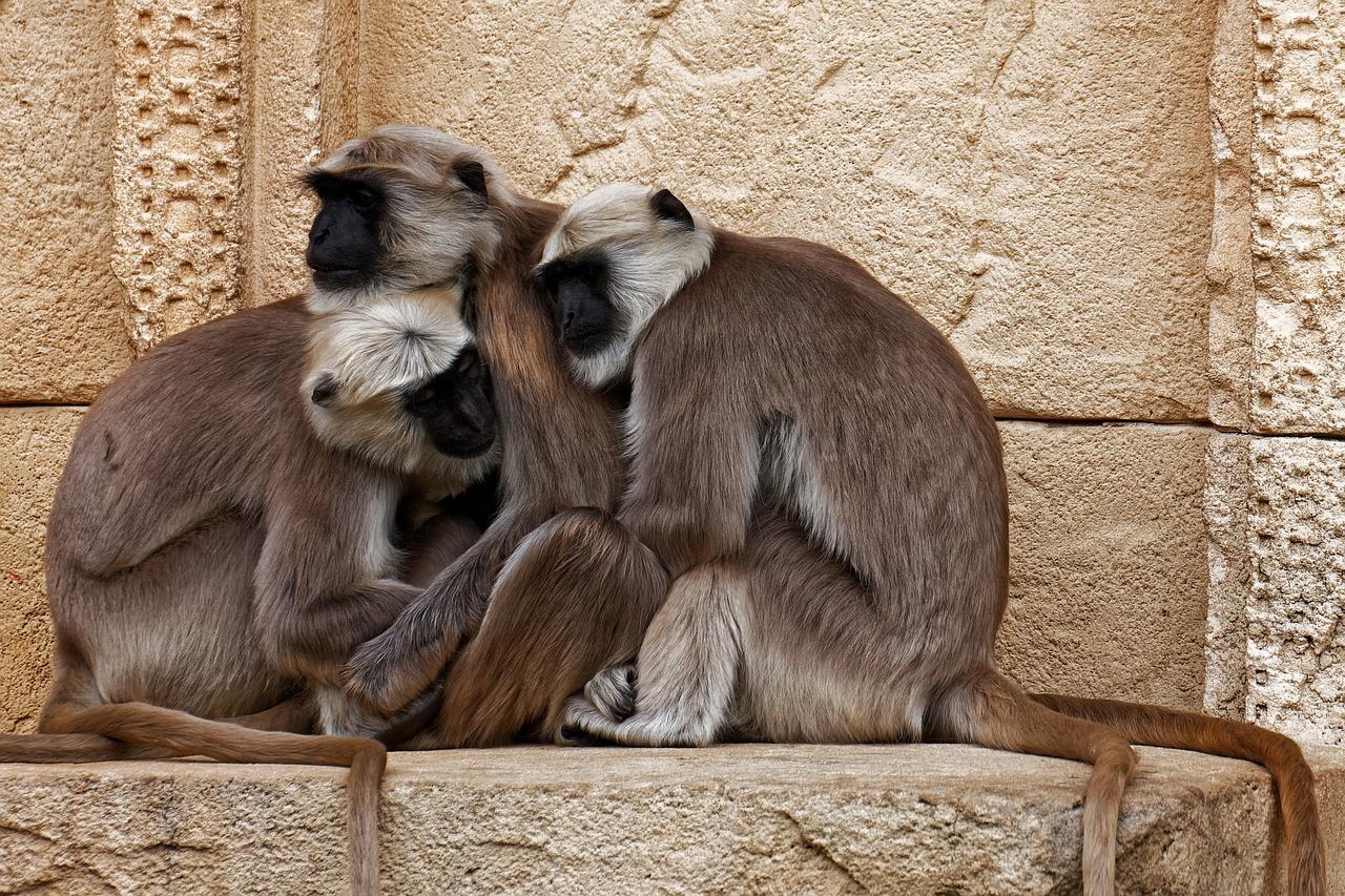 Langur
