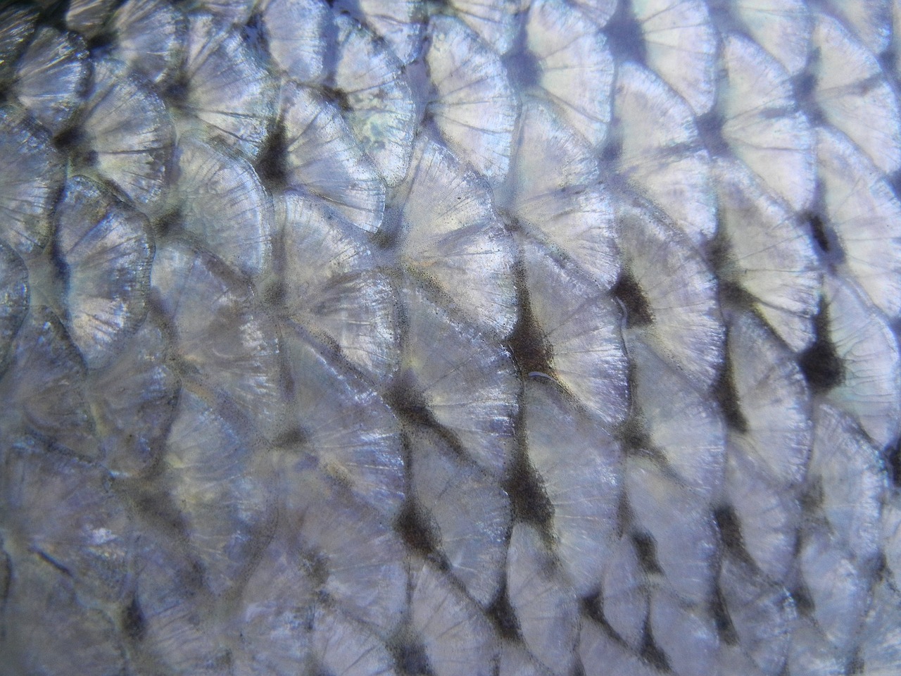 Fish skin