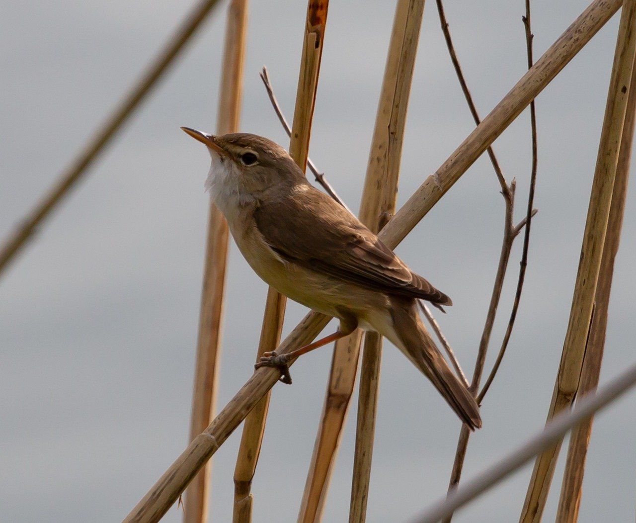 Birds, songbirds