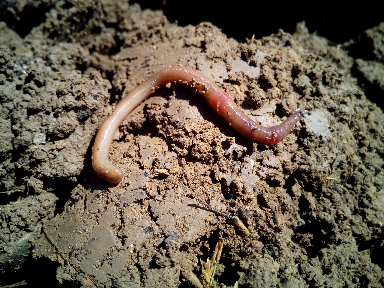 An earthworm