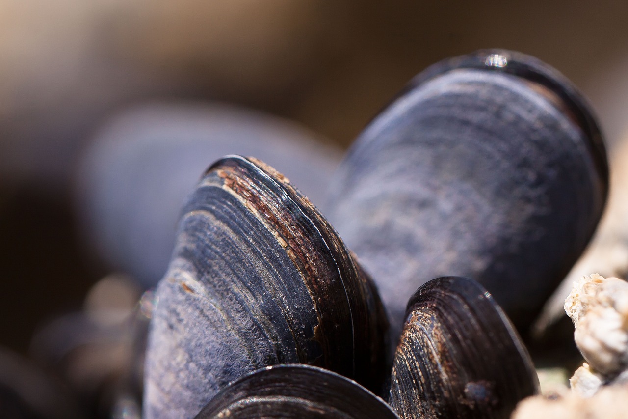 mussels