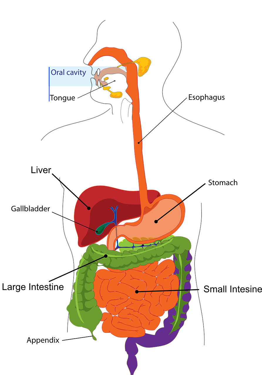 The appendix
