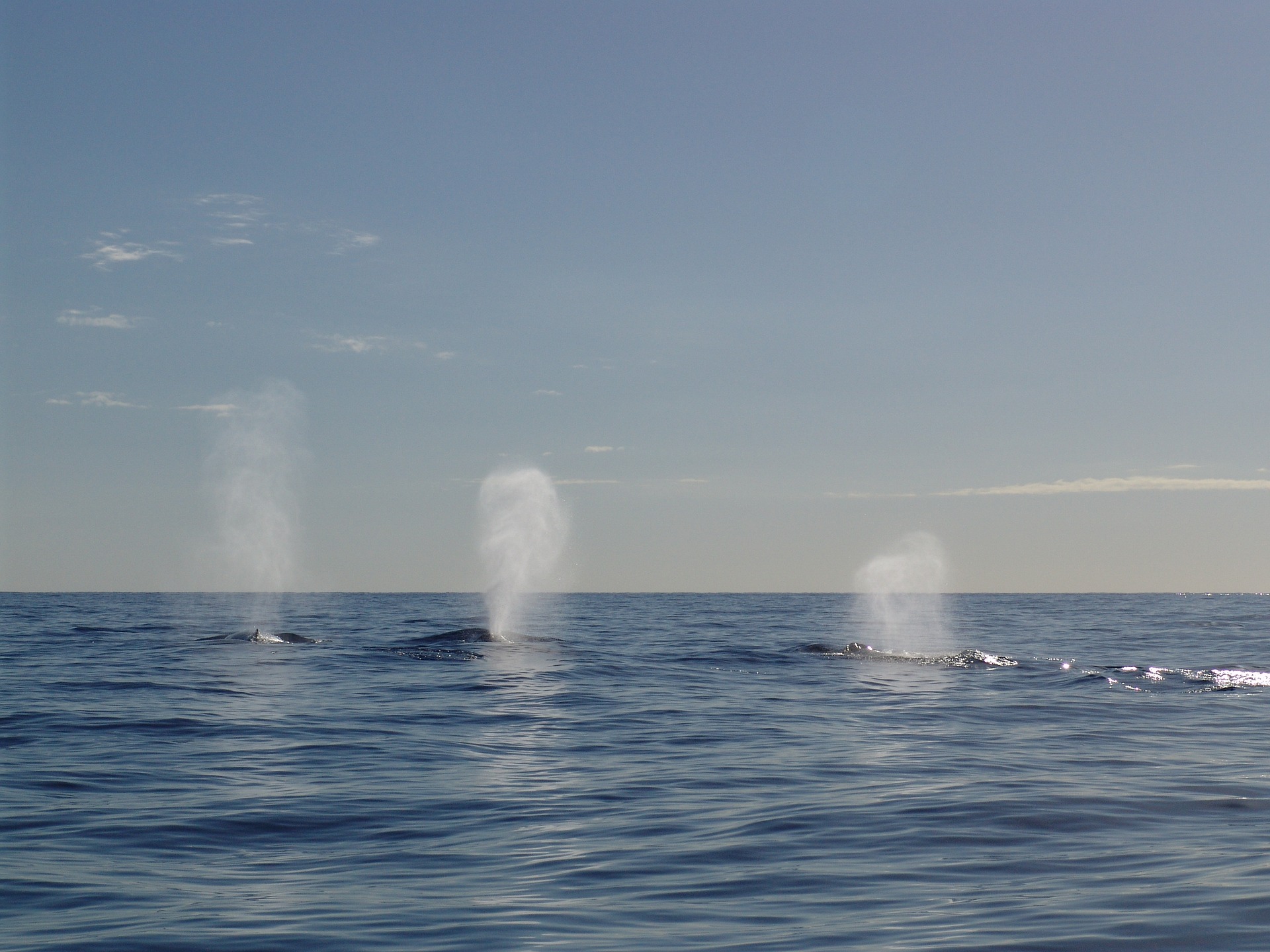 whales 