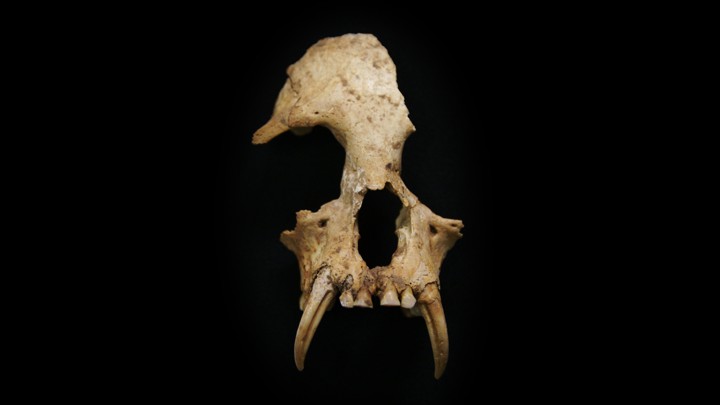 Skull of newly discovered gibbon, Junzi imperialis.