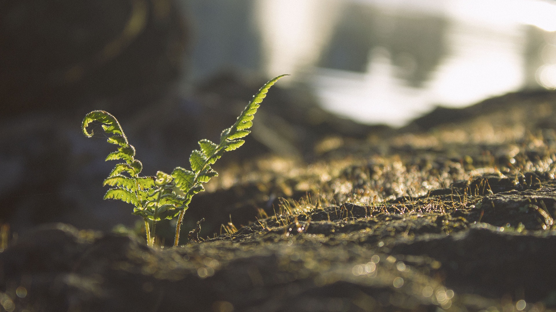 Young fern growing.