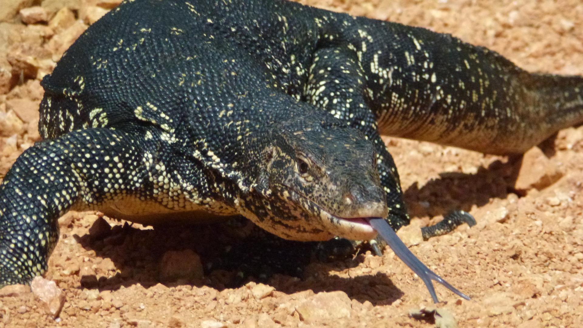 monitor lizard