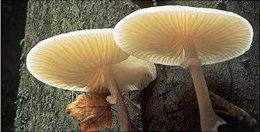 Mushrooms