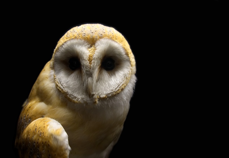 Barn owl
