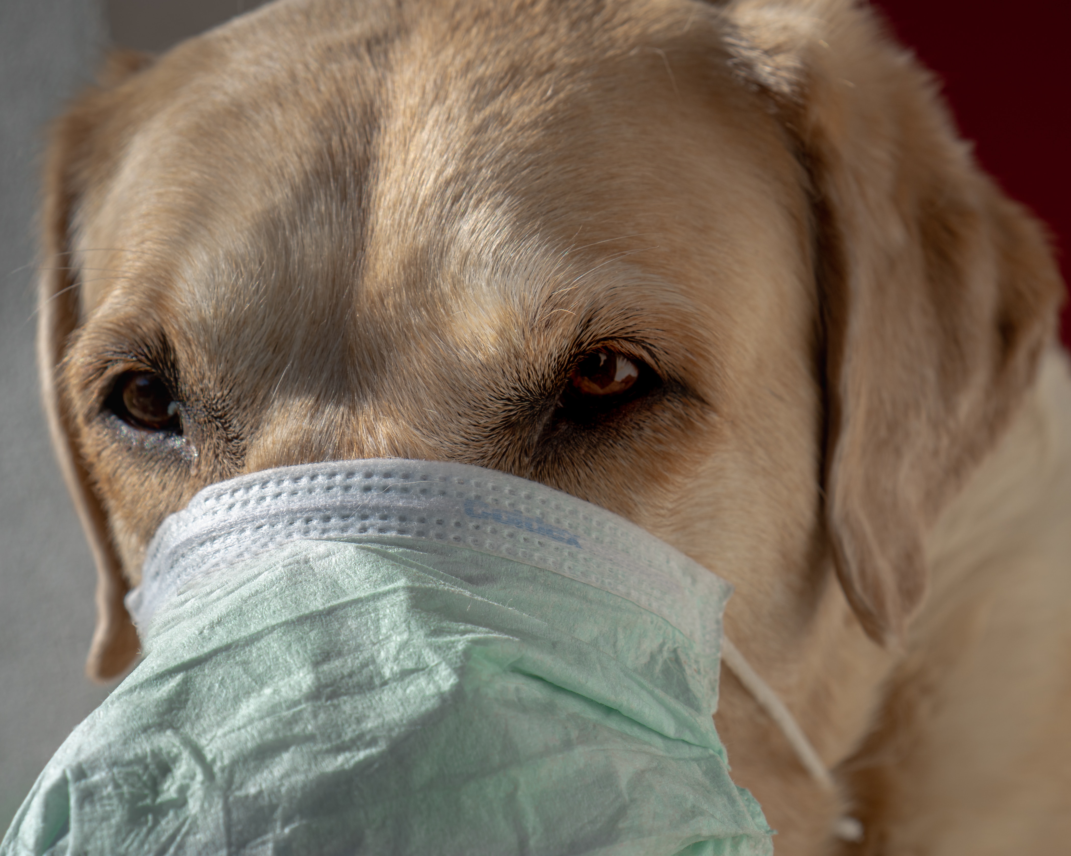 A dog wearing a facemask