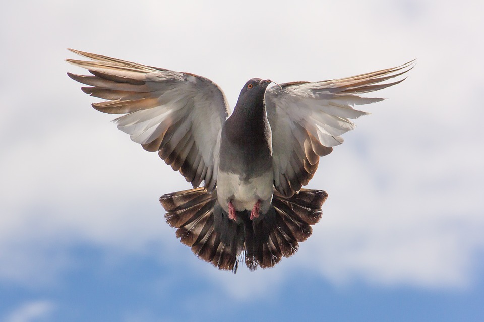 Pigeon flying.